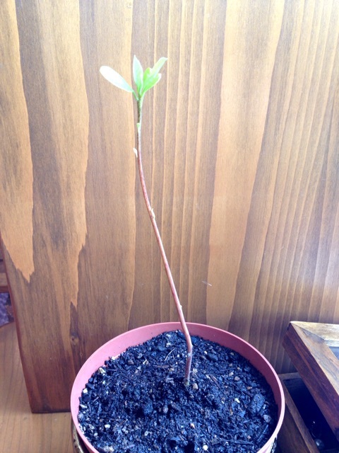 {32A0BBE9-E447-4BD3-B8A9-EF9A07ED73E5:01}